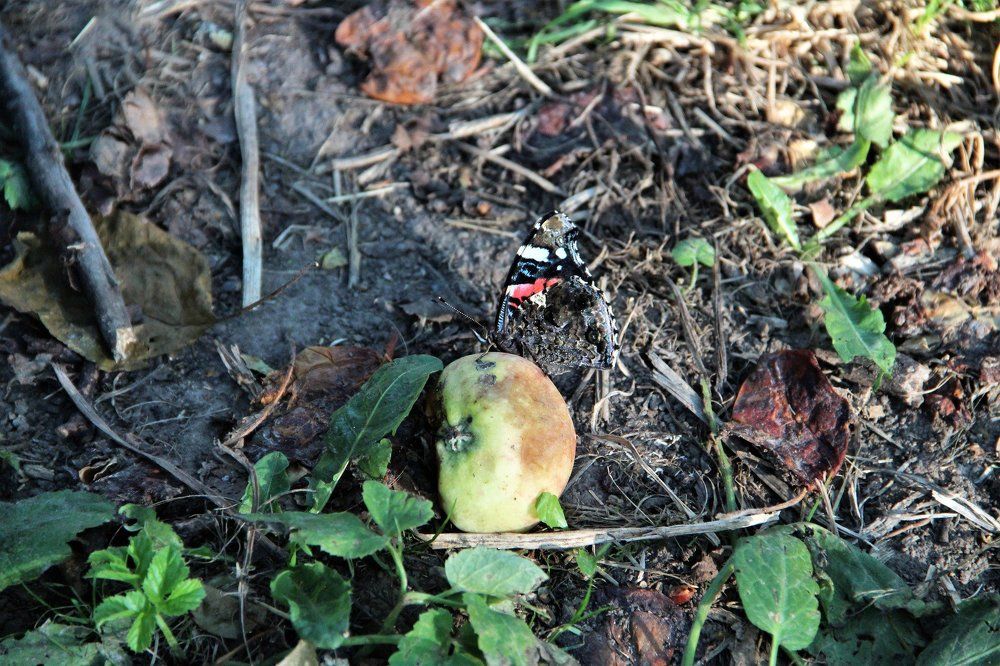 Замаскировался)