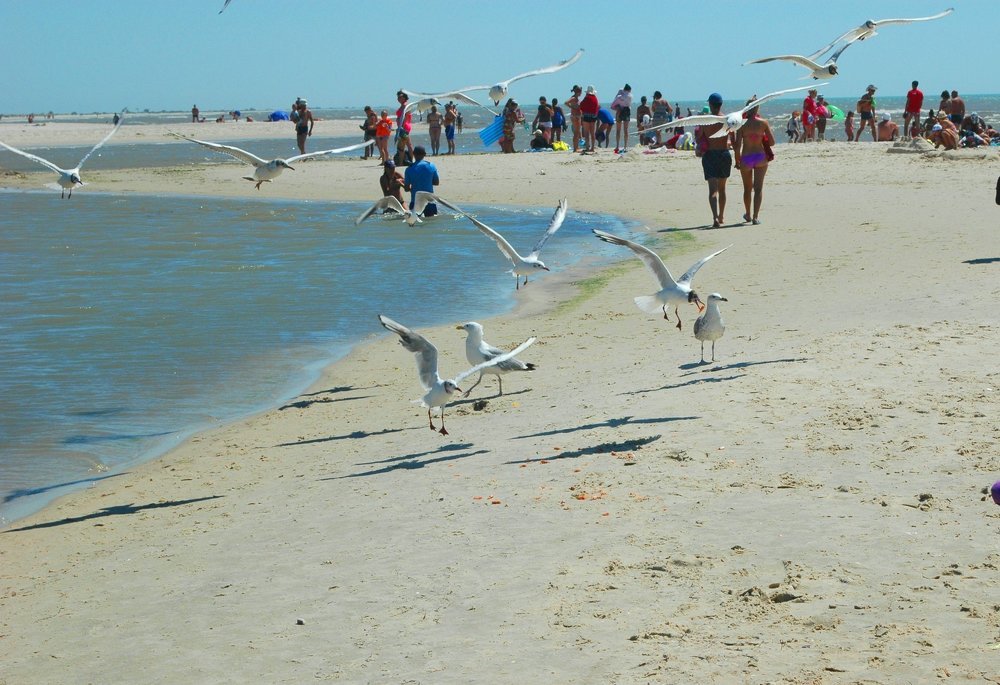 Остров Джарылгач