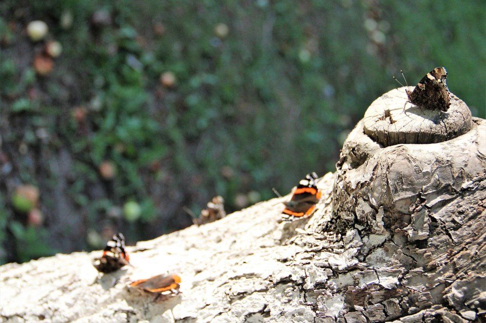 Митинг бабочек