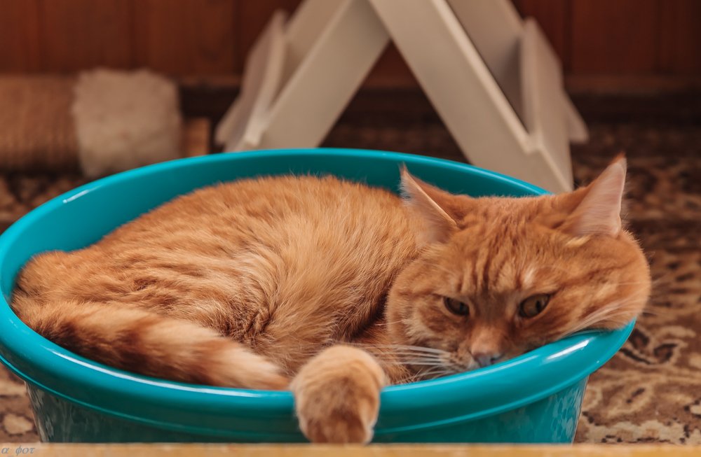 Главный по тазикам