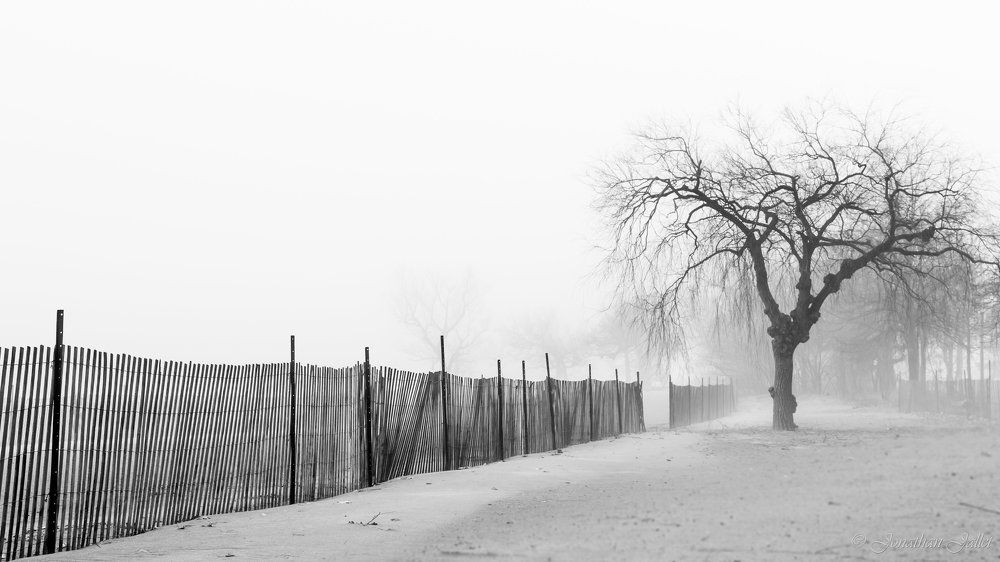 Foggy tree
