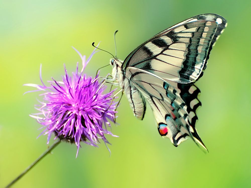 Дневные бабочки