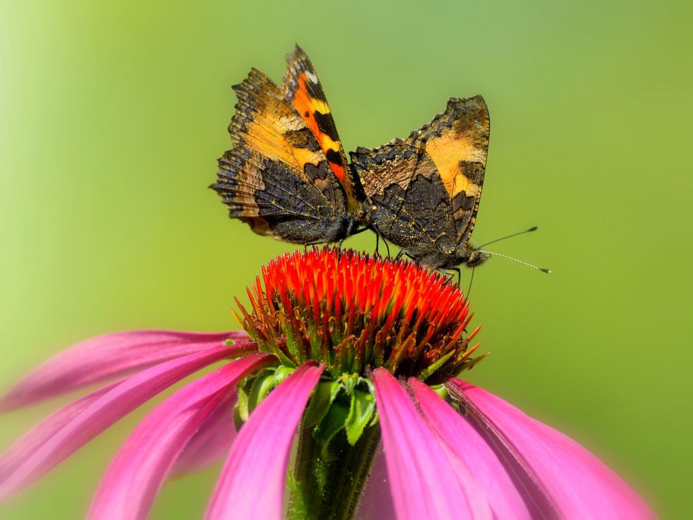 Две сестрички