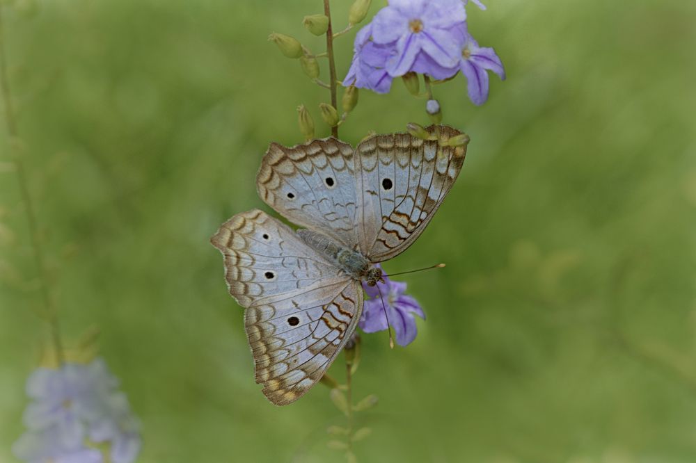 Anartia jatrophae