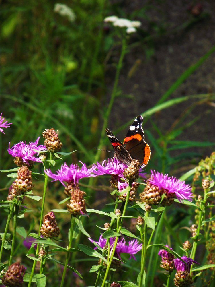 Бабочка и цветы