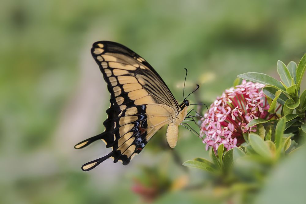 Butterfly and flowers