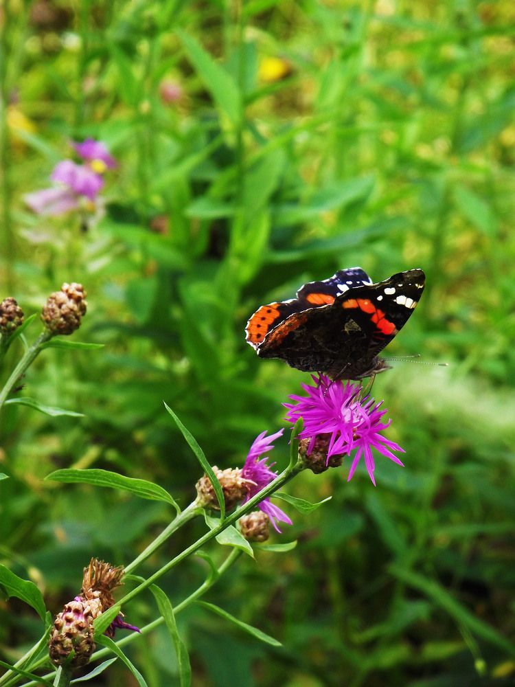 Летняя красота