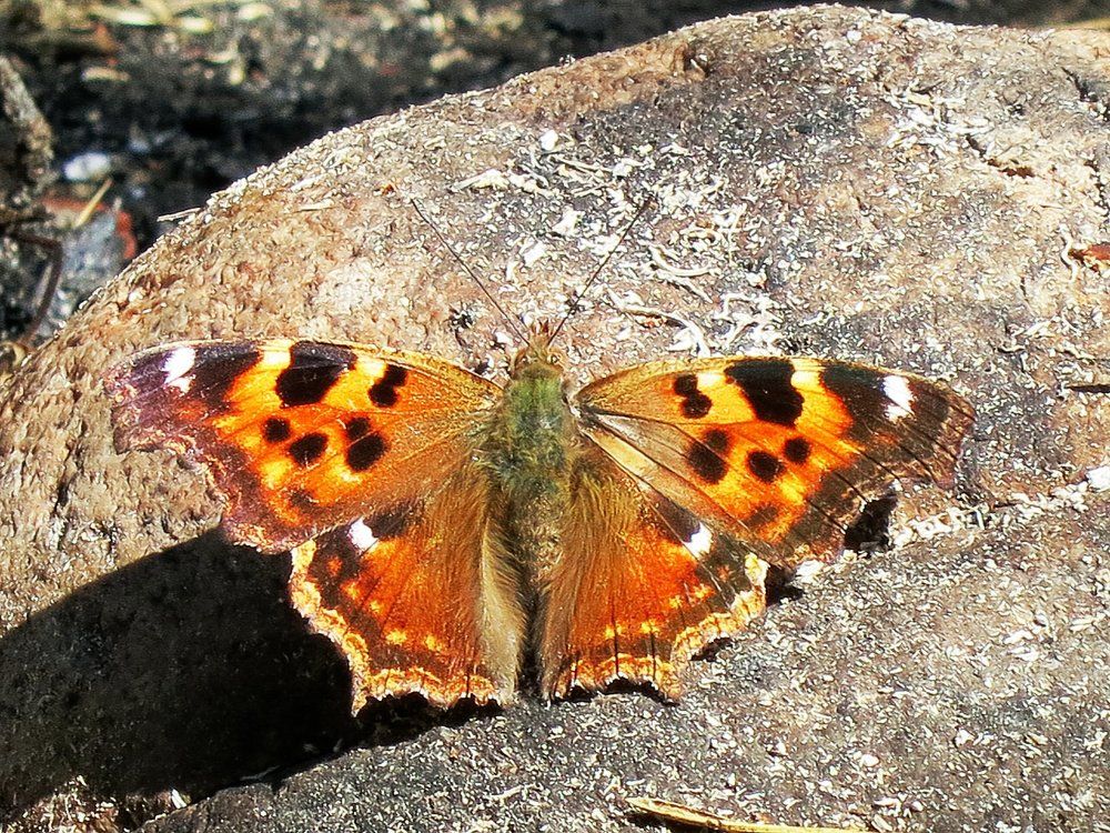 Photograph by София Гавриловна Вотякова