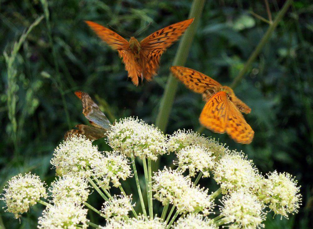 Photograph by София Гавриловна Вотякова