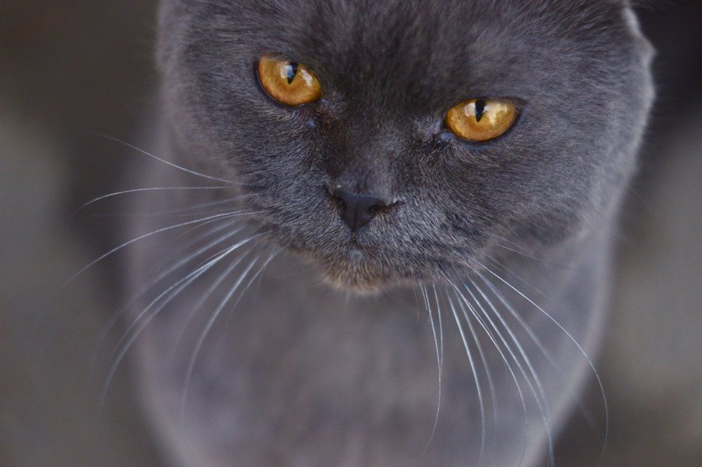 Желтые глаза моего кота