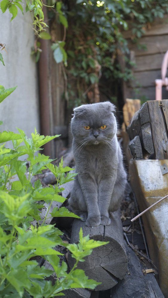 Кошачья прогулка