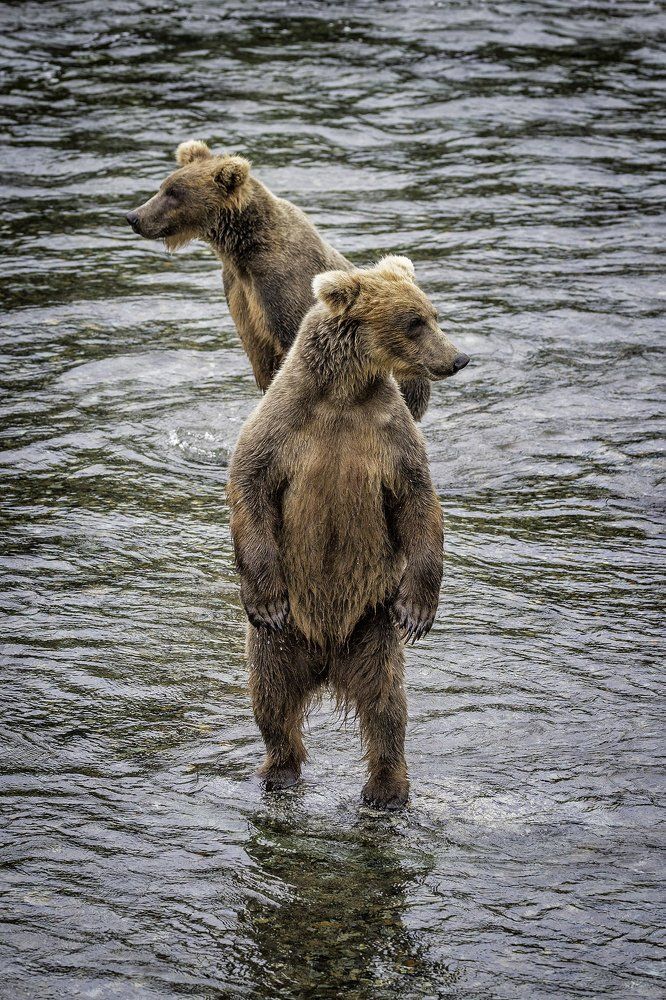 Где тут рыба?