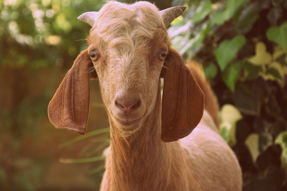 A Happy Goat