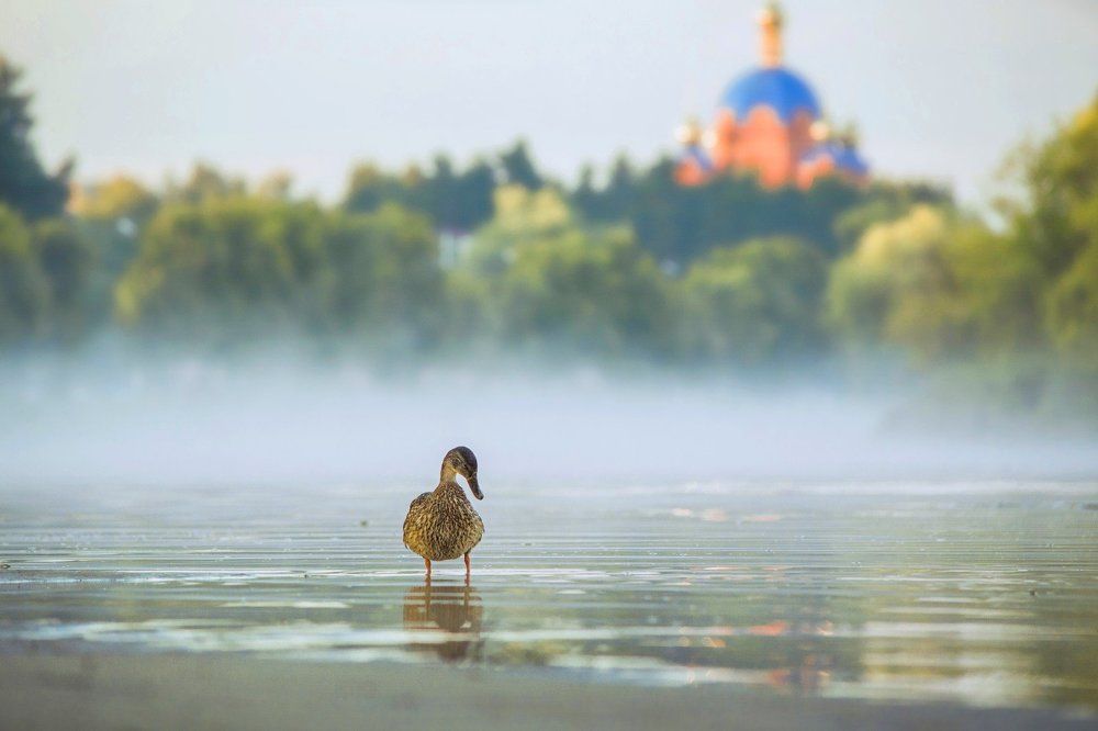 Вышла утка из тумана...
