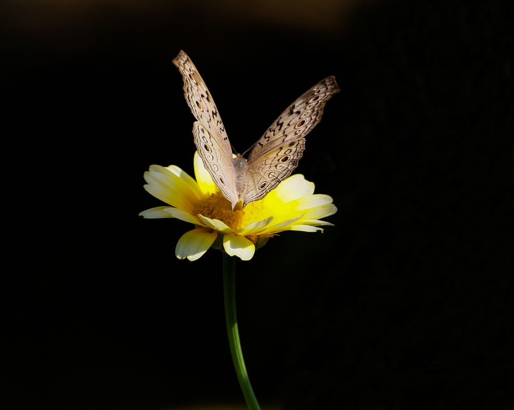 The Beauty of Butterfly