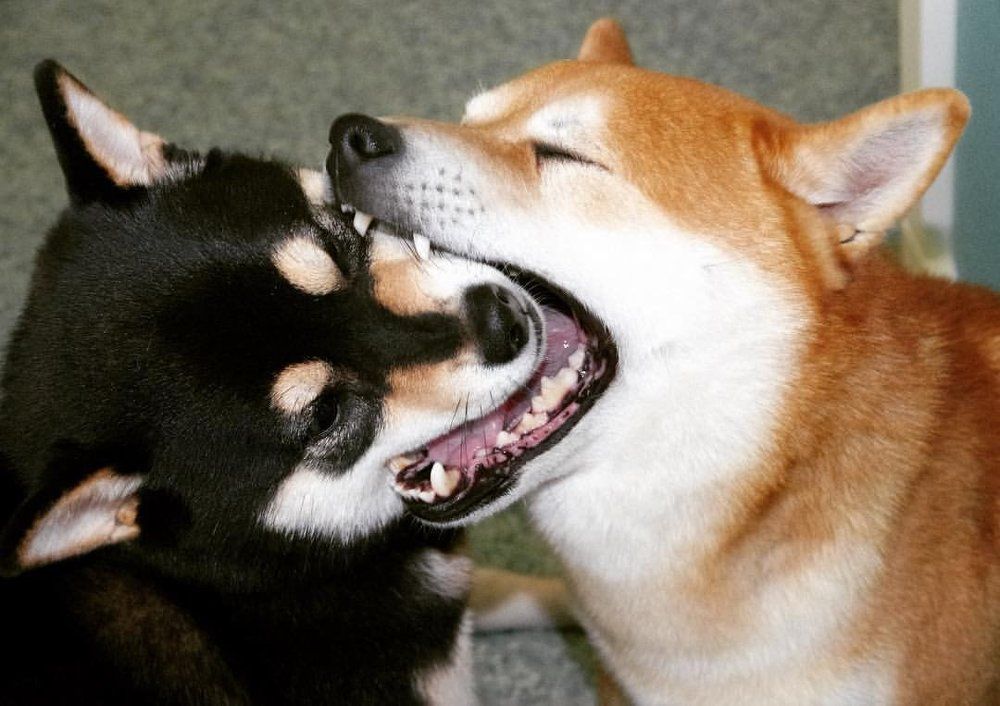 Я тебя люблю, что готов съесть!