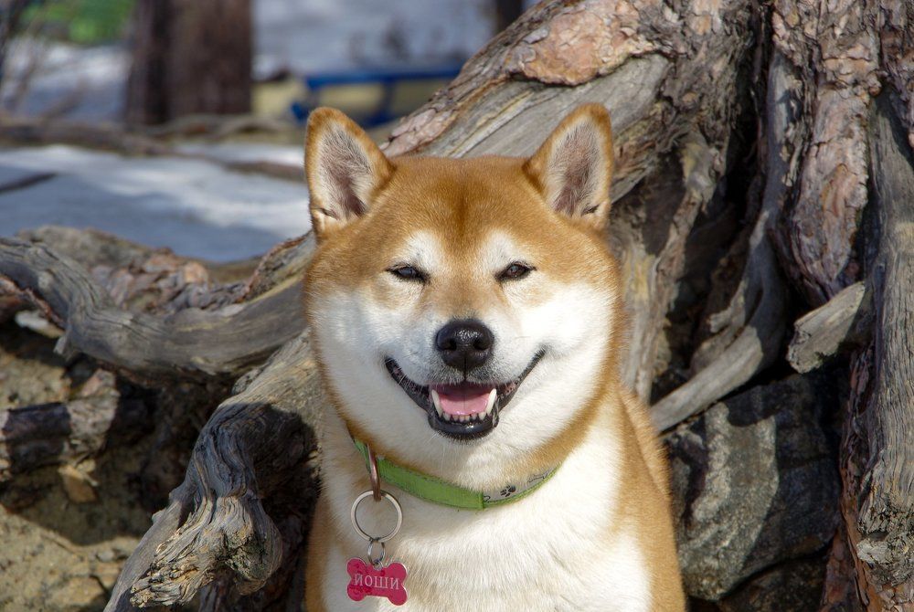 Собака-улыбака