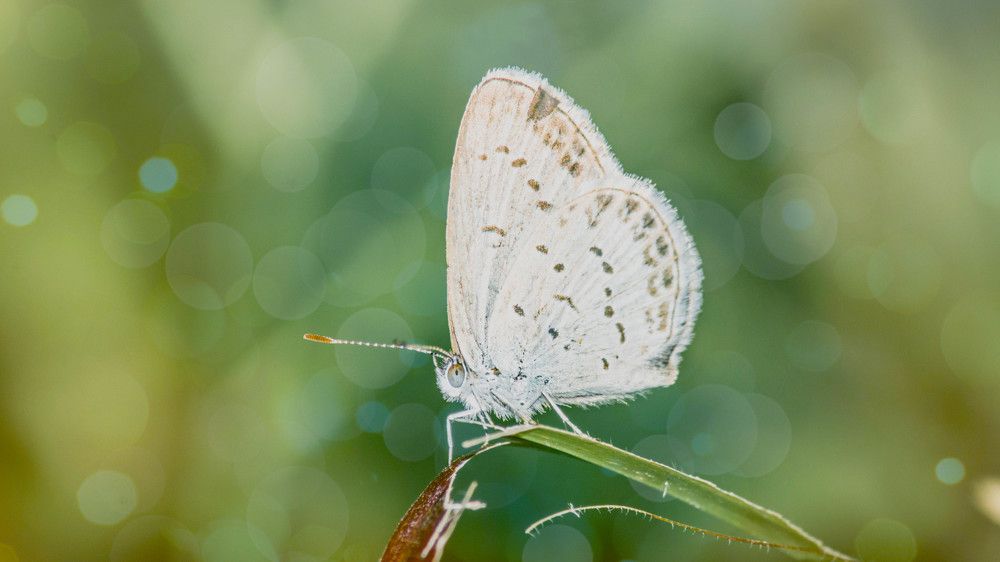 The  White Butterfly