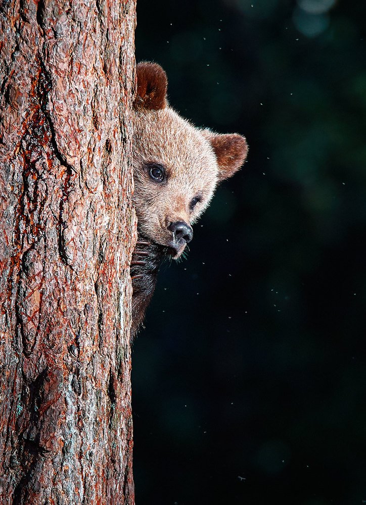 Photograph by Роман