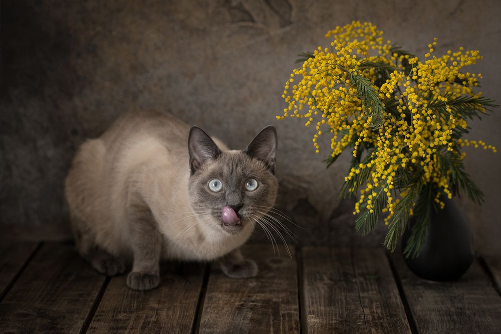 натюрморт с котом