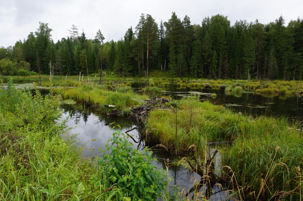 Тихая заводь