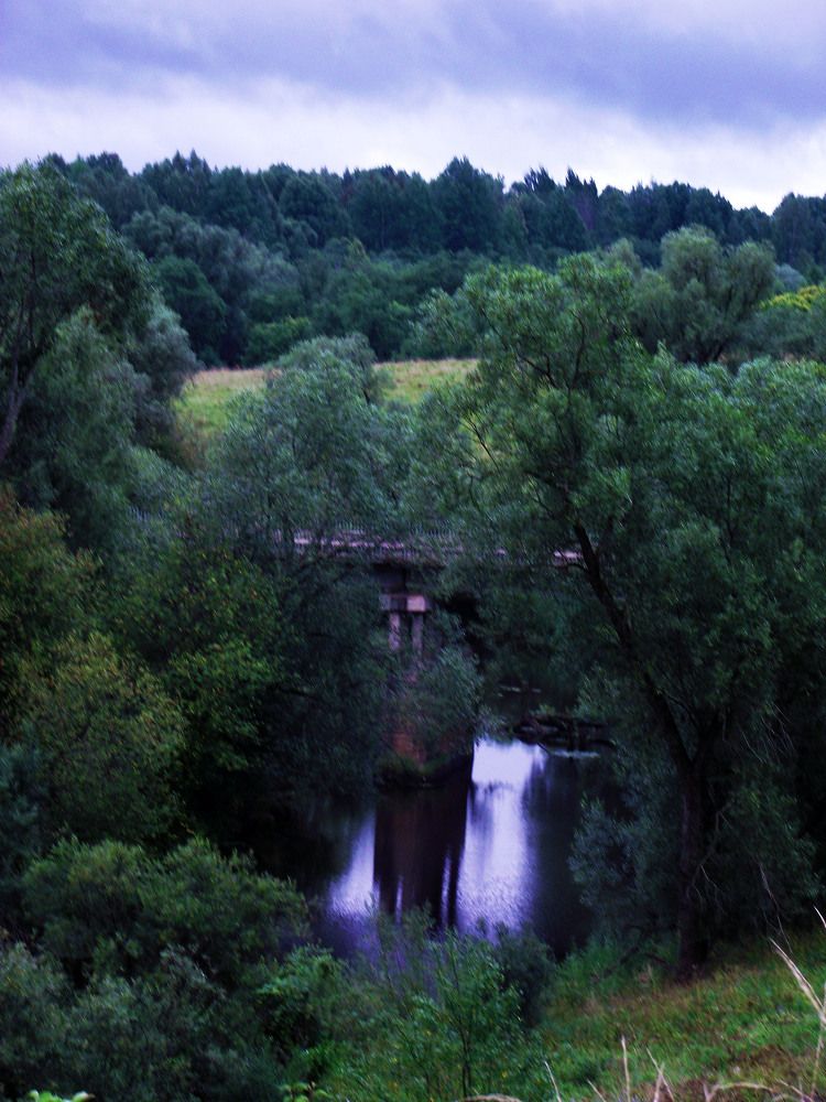 Мост в зарослях