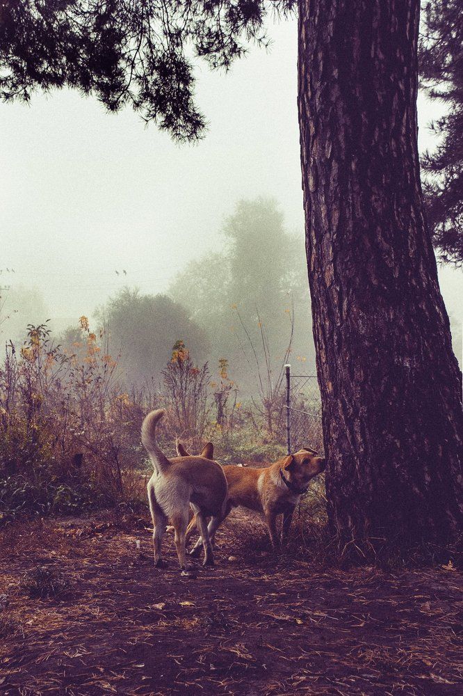 Собаки в тумане