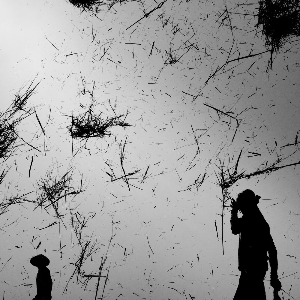 farmer at the rice field