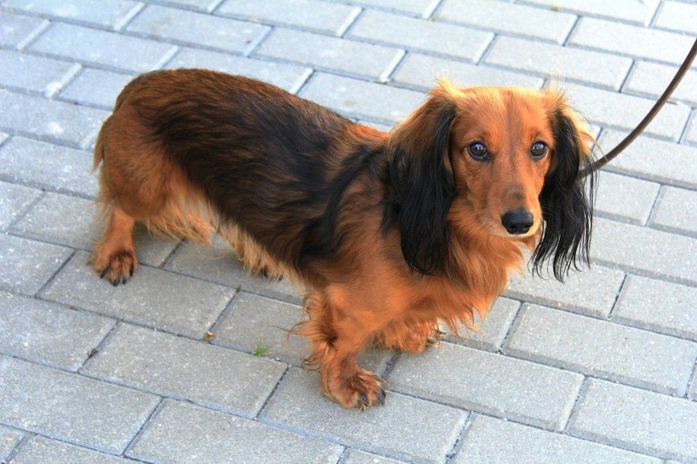 На привизе.