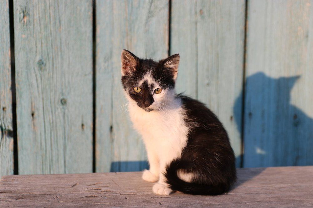 Фотография автора Stanislav Kompaniiets