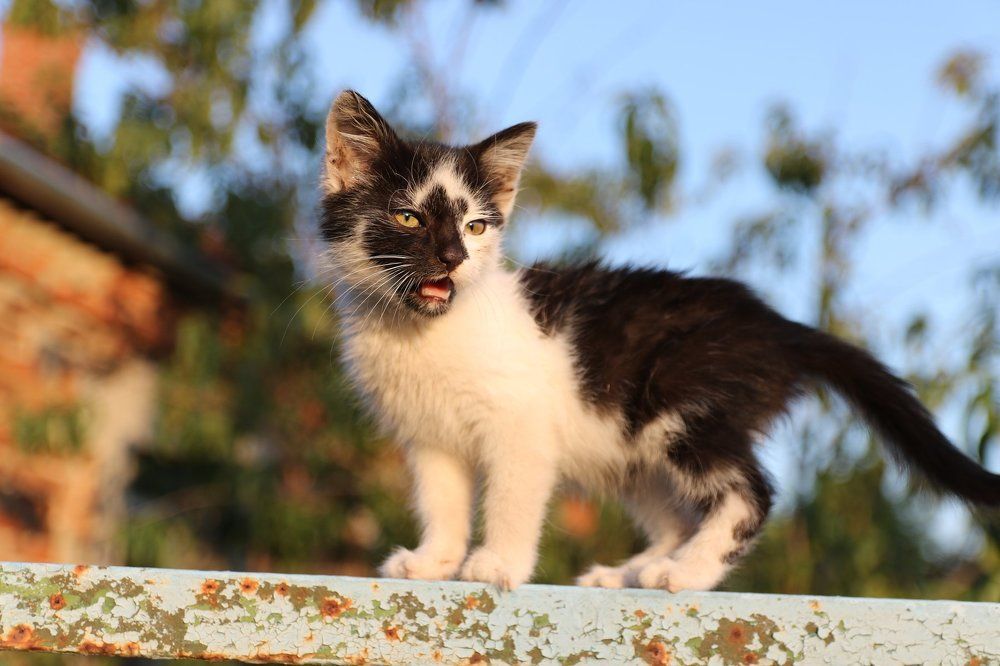 Фотография автора Stanislav Kompaniiets