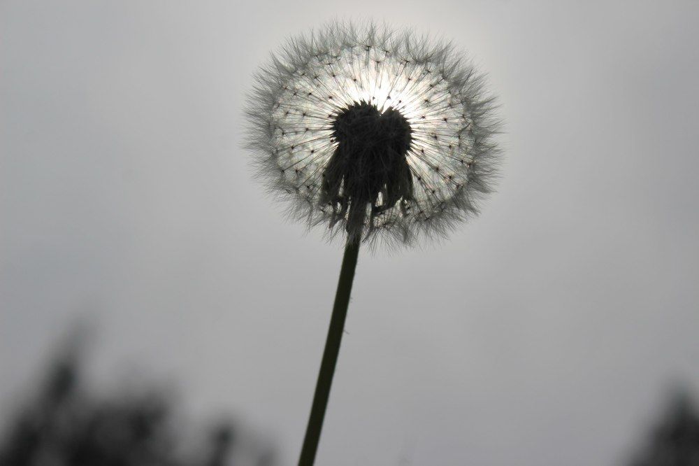 Одуванчик на солнце