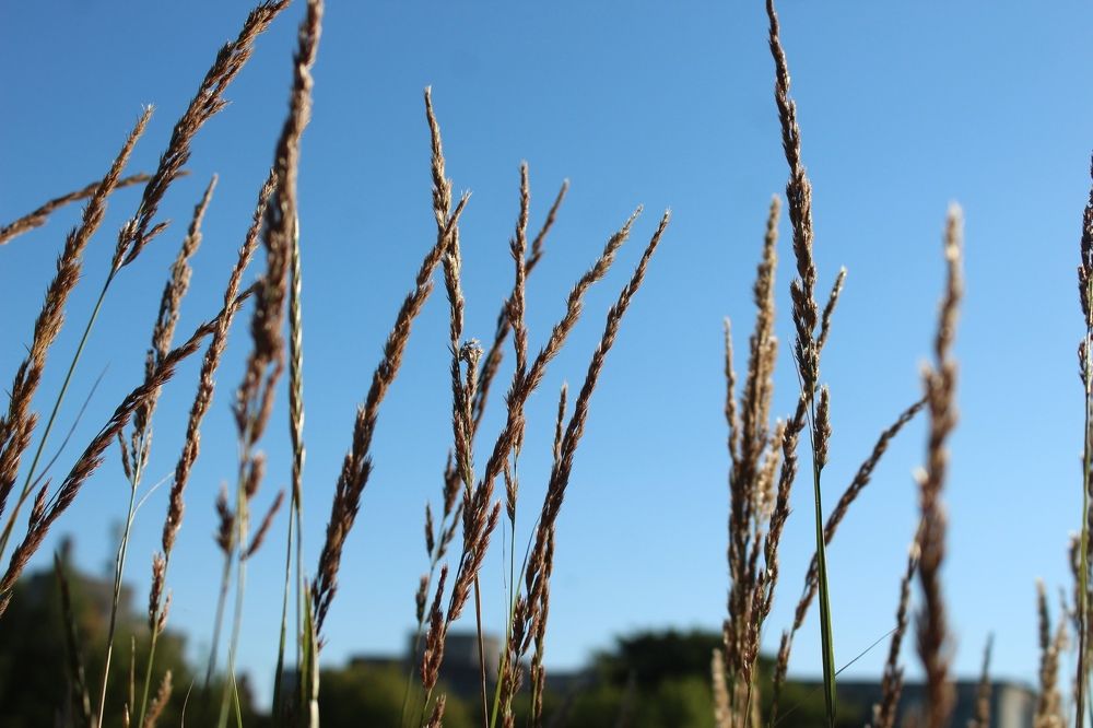 Колоски утром