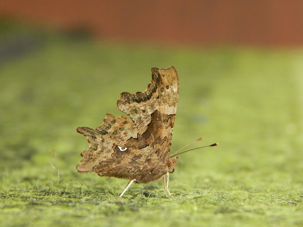 Фотография автора Stanislav Kompaniiets