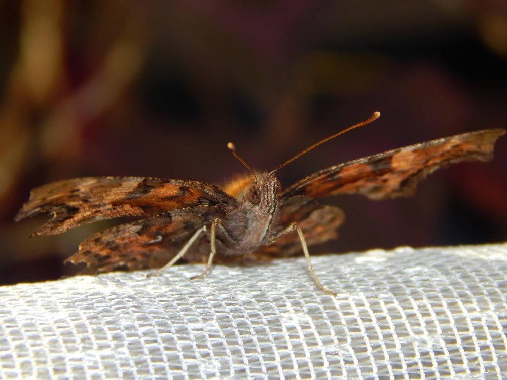 Фотография автора Stanislav Kompaniiets