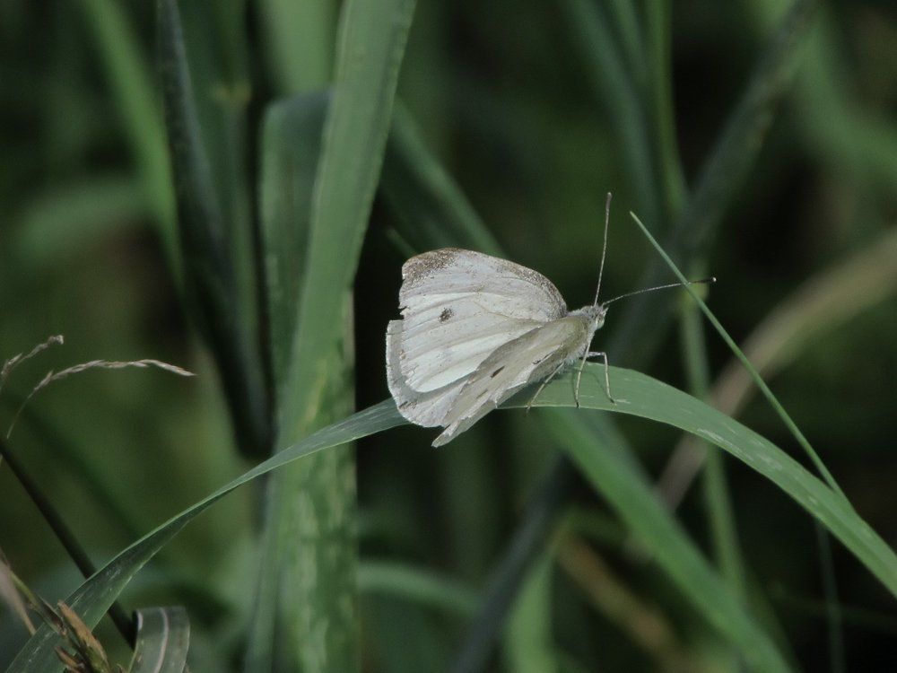Минимализм природы