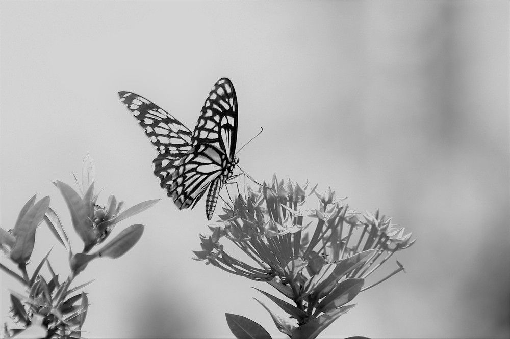 Butterfly 3