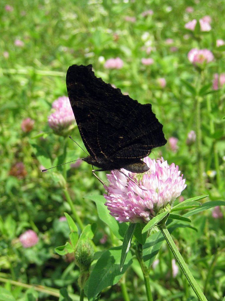 Частичка Тьмы.