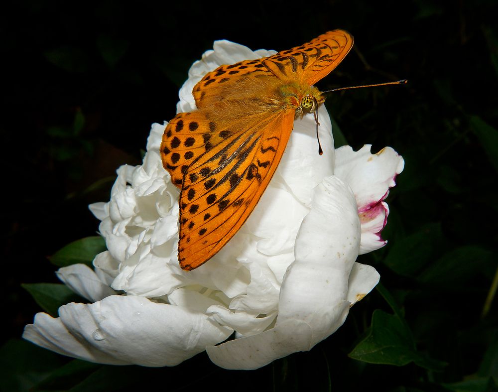 Пестрокрыльница изменчивая.