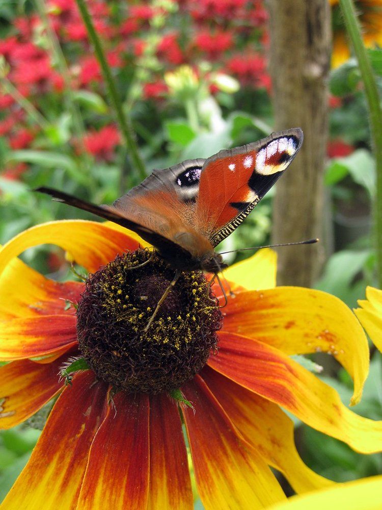 Глазки на цветке