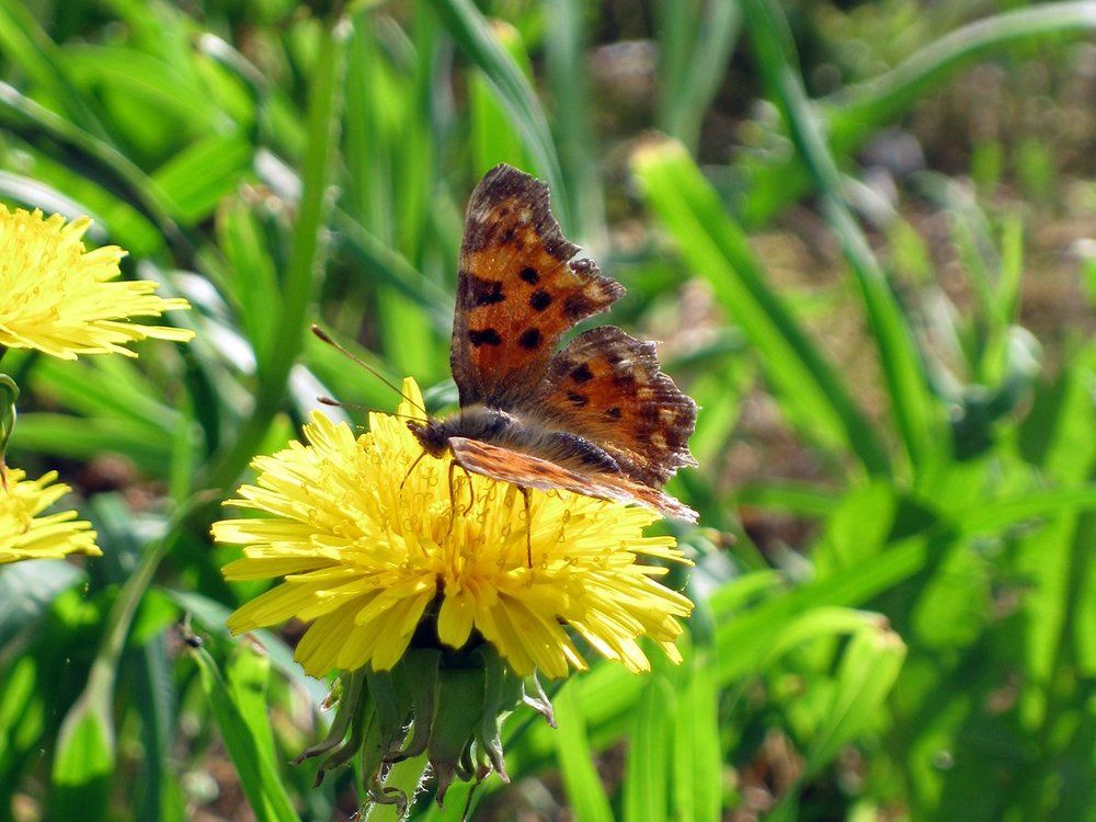 Любимый цветок