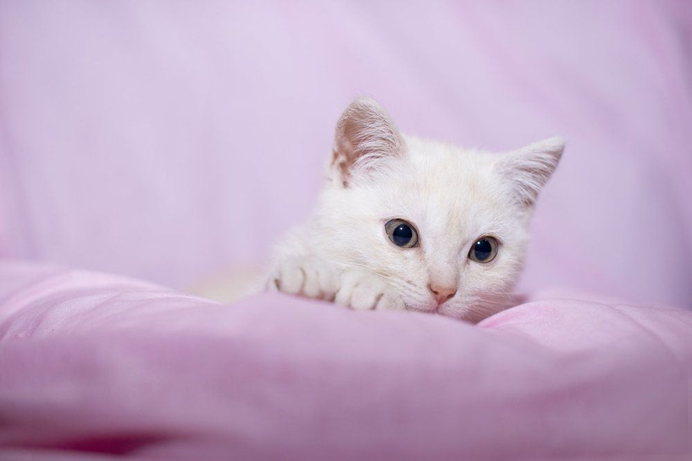 Photograph by Юлия Полянцева