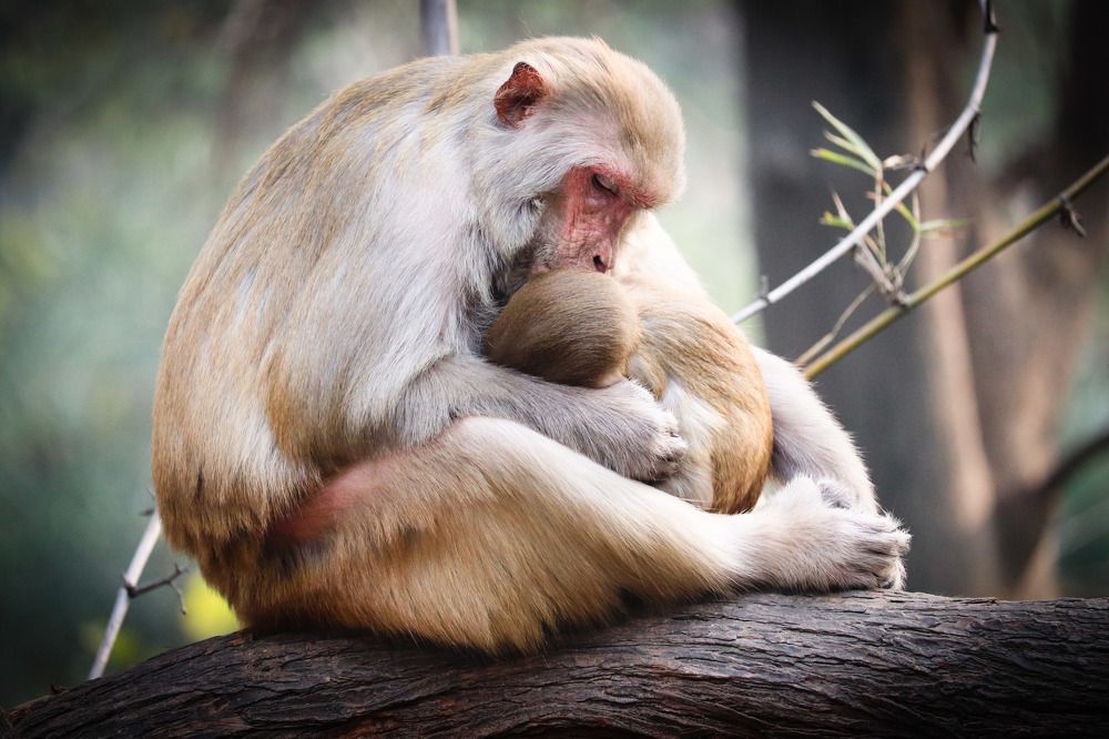 World's most Mahfouz place "mother's lap"