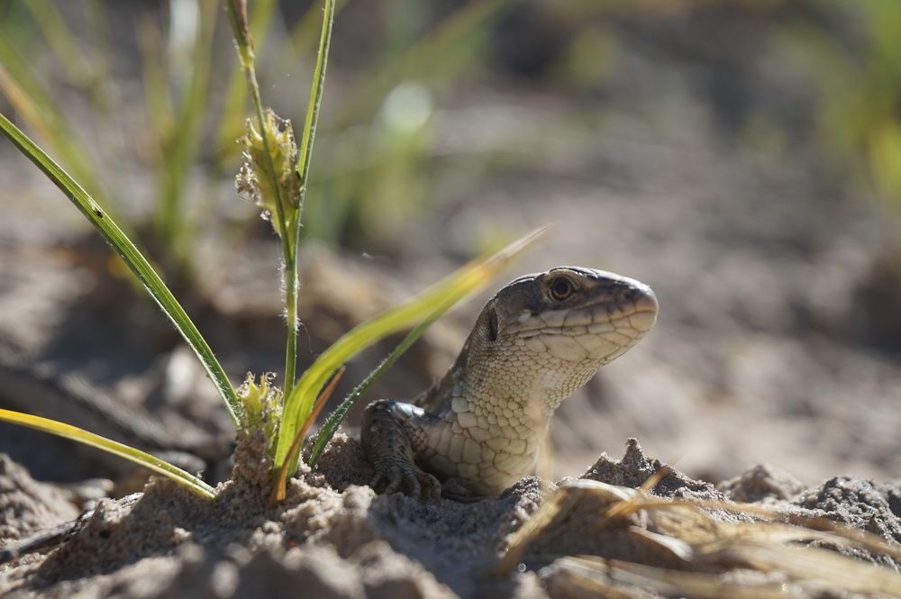 Шустрая красавица