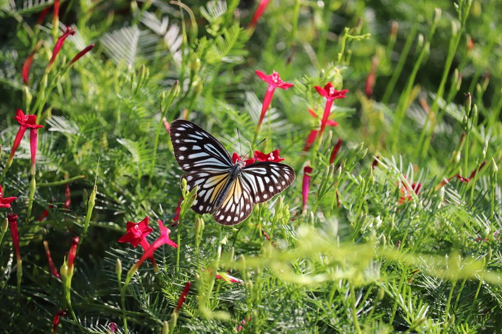 Freedom like this Butterfly