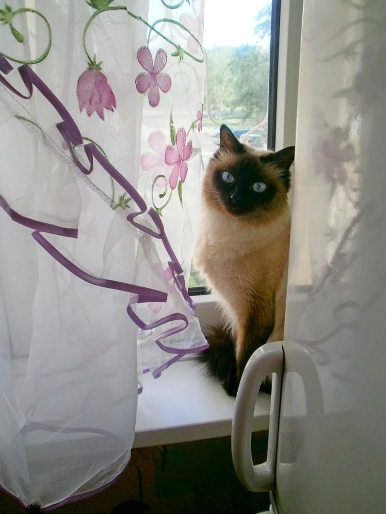 Кошка на окошке