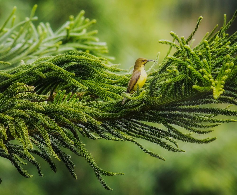 Female Olive-backed Sunbird