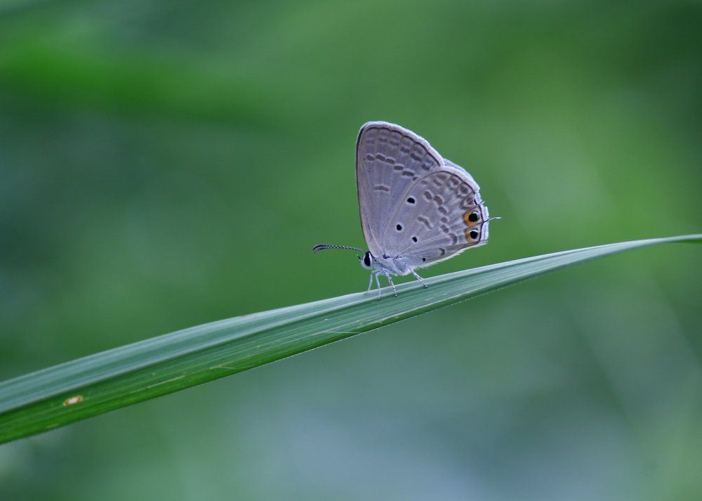 Butterfly in field