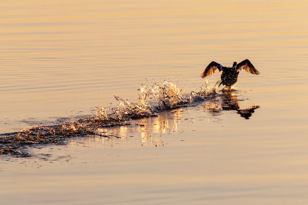 Бег по воде