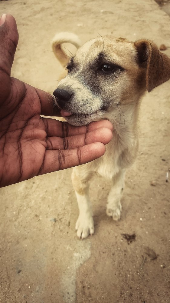 Dog:-A reflection of faithfulness...
